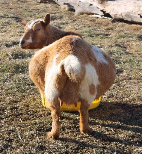 how long are nigerian dwarf goats pregnant